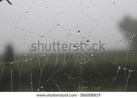 Dew Spiderweb