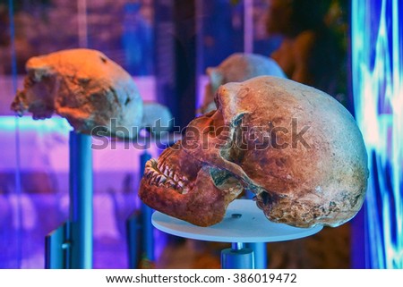 Skulls from the museum in Sterkfontein, South Africa Royalty-Free Stock Photo #386019472
