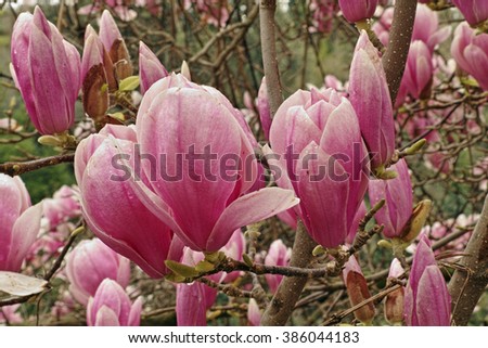 the flowers of magnolia  x soulangeana, saucer magnolia