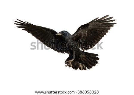 Birds - Common Raven (Corvus frugilegus) isolated on white background