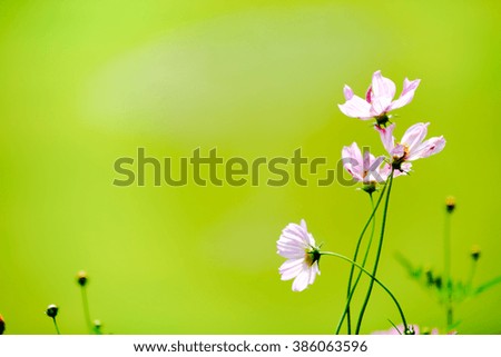 Purple  Cosmos flowers making soFt focus on green background.