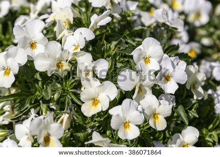 Pansy Viola tricolor