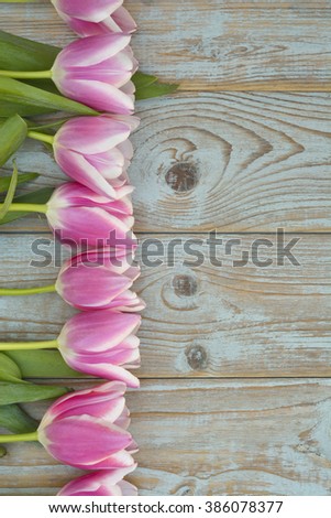 Old grey blue wooden background with pink white tulips border in a row  and empty copy space for wooden spring summer  decoration