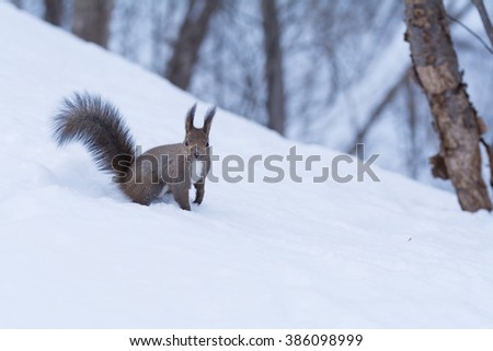 Hokkaido Squirrel in Winter forest.