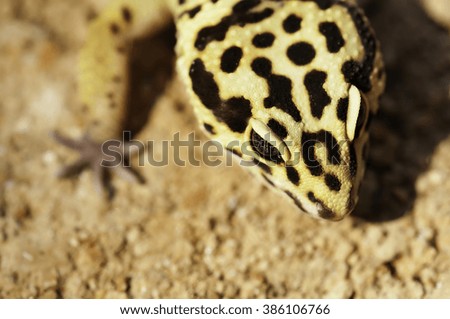 Gecko on the sand