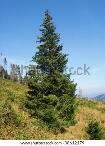 Bare fir forest tree blue sky hay genuine