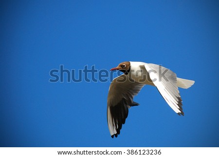 isolated Seagull in the blue sky