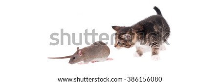 Kitten behind a domestic rat. White background.