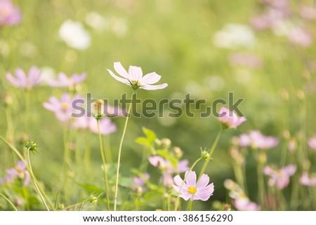 Beautiful blur flower.