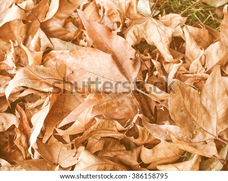 Vintage looking Falling leaves of sycamore tree background in Autumn