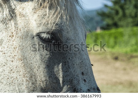 Head of a white horse, in Catalunya (Spain)