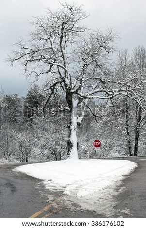 Winter Tree and Stop Sign