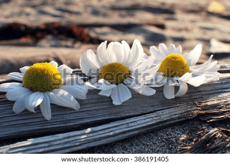 chamomile flowers