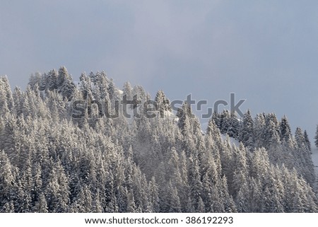 Winter wonderland - Snow covered trees