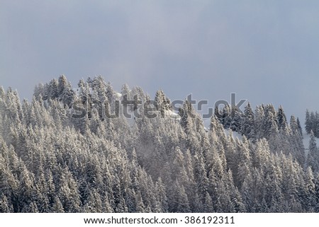 Winter wonderland - Snow covered trees