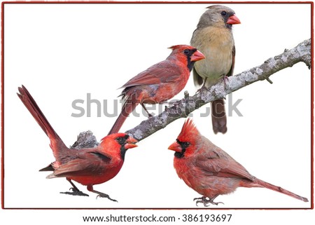 Redbirds Isolated on White Background with Red/Black/White Border