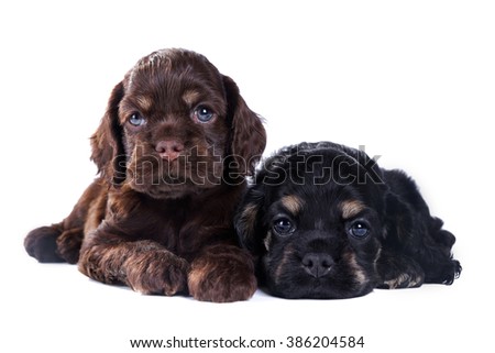 Two Puppies American Cocker Spaniel lying on a white background