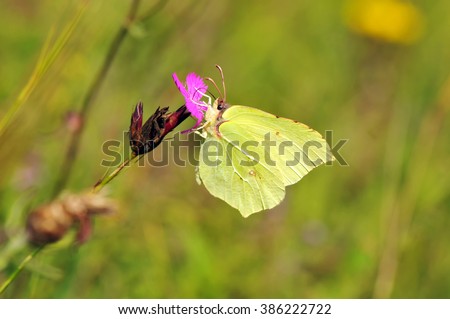 brimstone butterfly onto carthusian pink