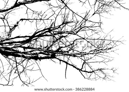 Branch silhouette on a white background.