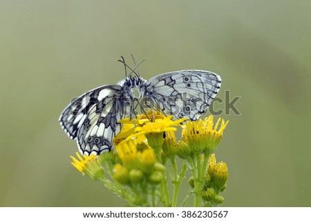 marbled white direct  eye contact