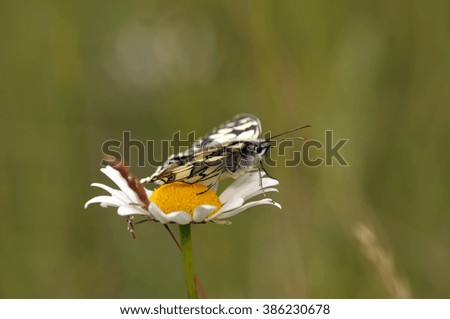 marbled white open