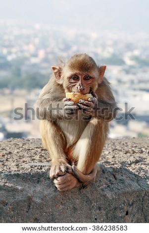 Pretty monkey with a fruit