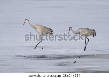 Cranes on Ice Royalty-Free Stock Photo #386246914