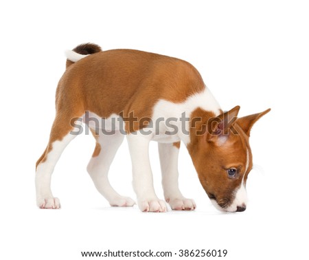 Basenji puppy isolated on white background. Side view, sniffing