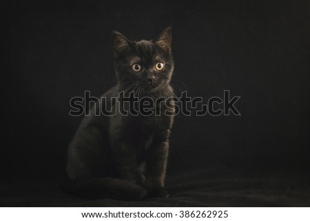 A black kitten is sitting on a black background