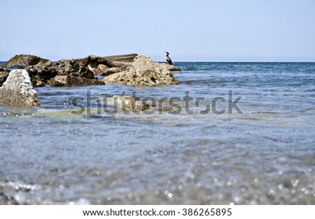 cormorant on rocks by the sea