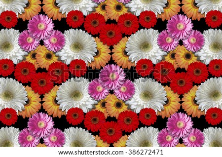 Group colored flowers large daisies on a black background
