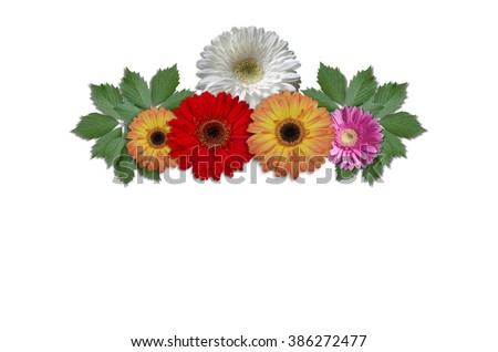 Multicolored flowers daisies with green ivy leaves on a white background
