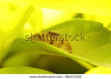 Jump spider on green leaf in Thailand