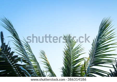 Palm sunday concept: Leaves frame of coconut branches with cloudy blue sky background.