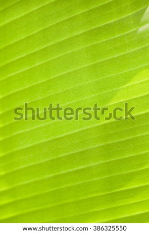 Background bright green banana leaf