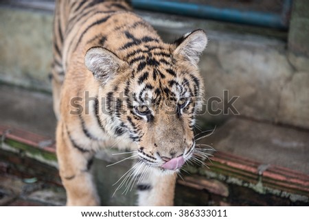 Tiger Kingdom Pictures