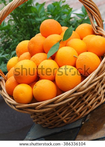 Angled View of Harvest Basket Full of Fresh Picked Oranges Vertical
