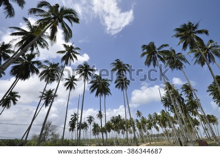 Beautiful landscape with coconut tree at a village.