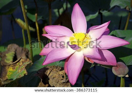Pink water lilies flowers with green leaves background,beautiful flower