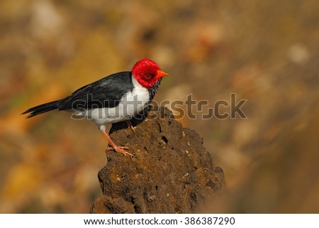 Yellow-billed Cardinal, Paroaria capitata, black and white songbird with red head, sitting on the tree trunk, in the nature habitat, Pantanal, Brazil.