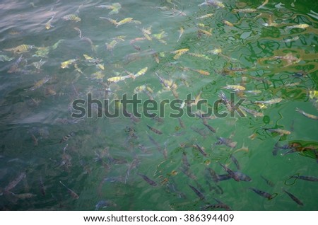 Blurred colored fish in clear water