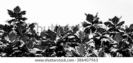 abstract black and white photo of  Breadfruit leaf isolated on white background