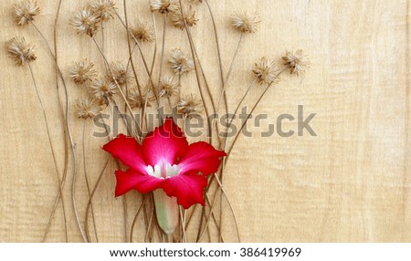 Blossom border on wood texture