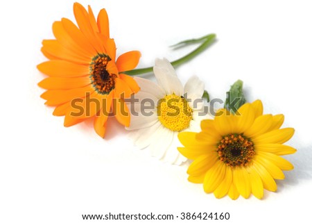 spring daisy flower assortment in the white