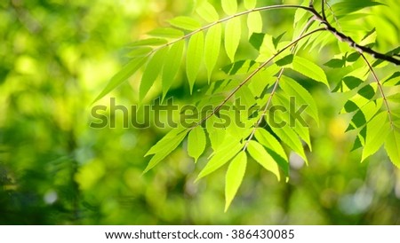 Green young leaves close-up in spring morning. Shallow depth of field