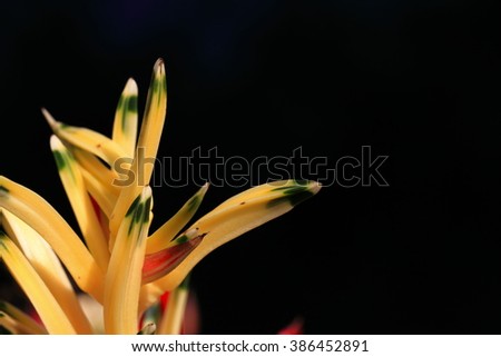 Yellow orchid, macro focus, isolate black background