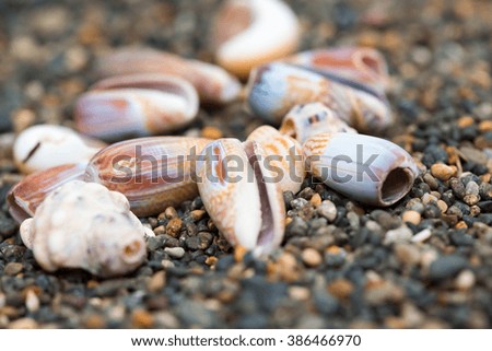 Shells stone