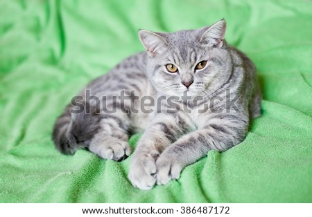 British cat lying on mint green blanket and looking