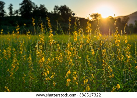 crotalaria flower in public park ,the morning time