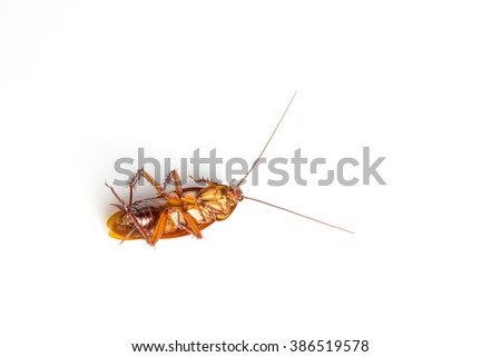 Dead cockroach on white background